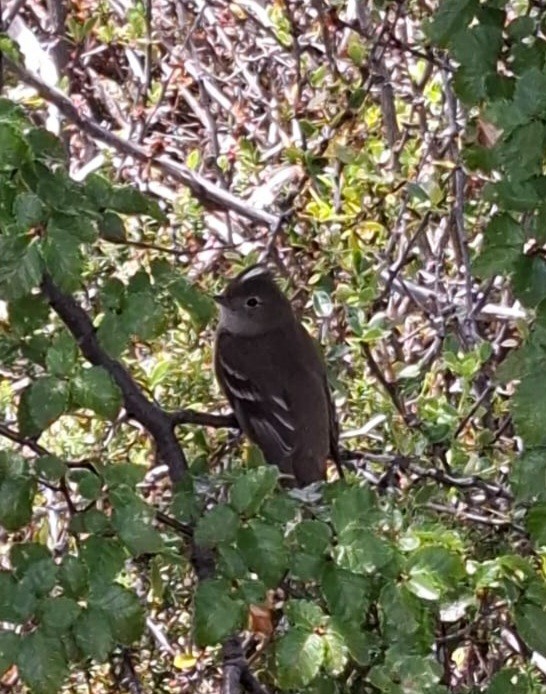 White-crested Elaenia - ML629241572