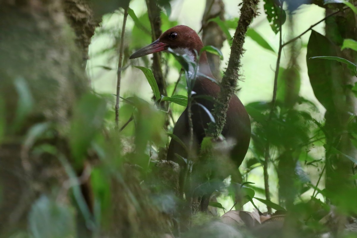 White-throated Rail - ML629241722