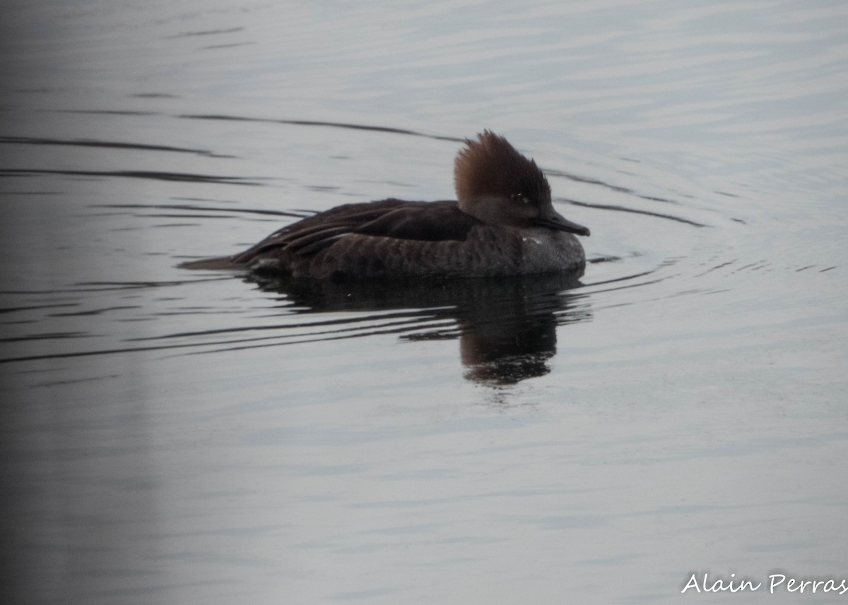Hooded Merganser - ML629241817