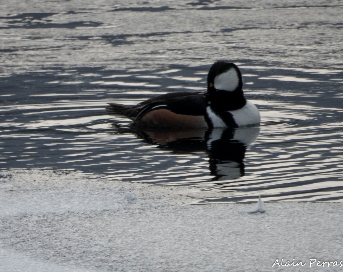 Hooded Merganser - ML629241818