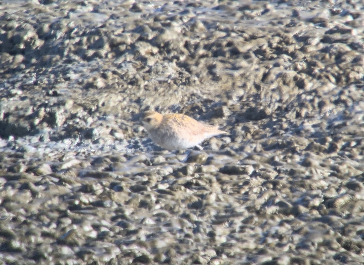 Pacific Golden-Plover - ML629241917