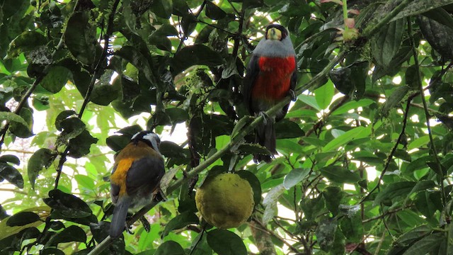 Toucan Barbet - ML629241932