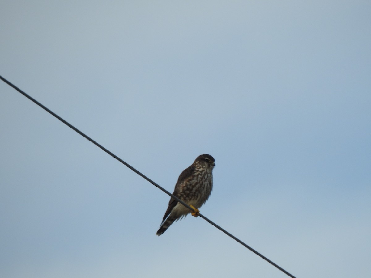 Merlin - ML629241944