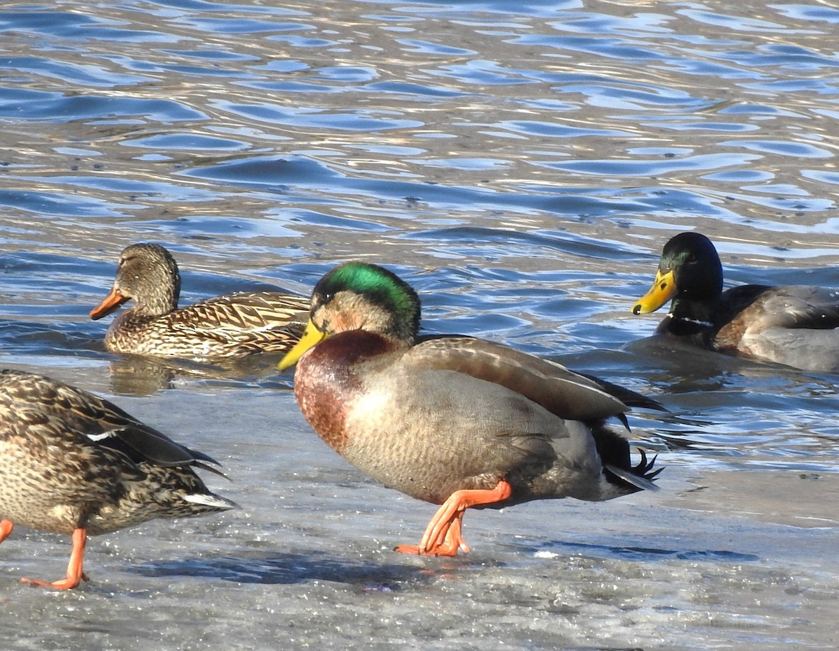 dabbling duck sp. - ML629241950