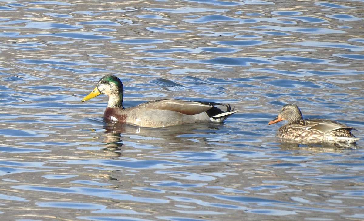 dabbling duck sp. - ML629241960