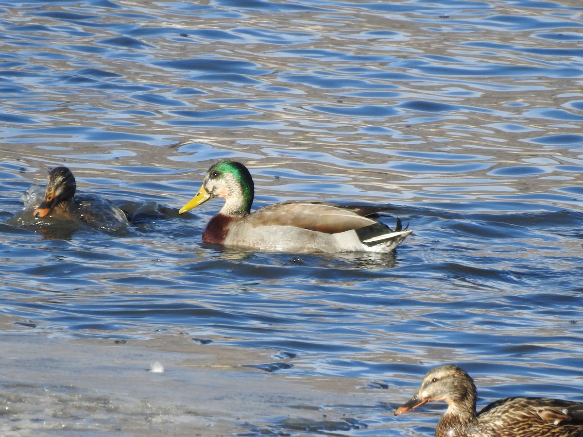 dabbling duck sp. - ML629241968