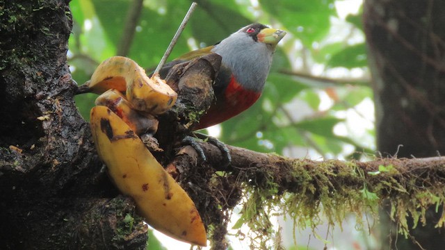 Toucan Barbet - ML629241969