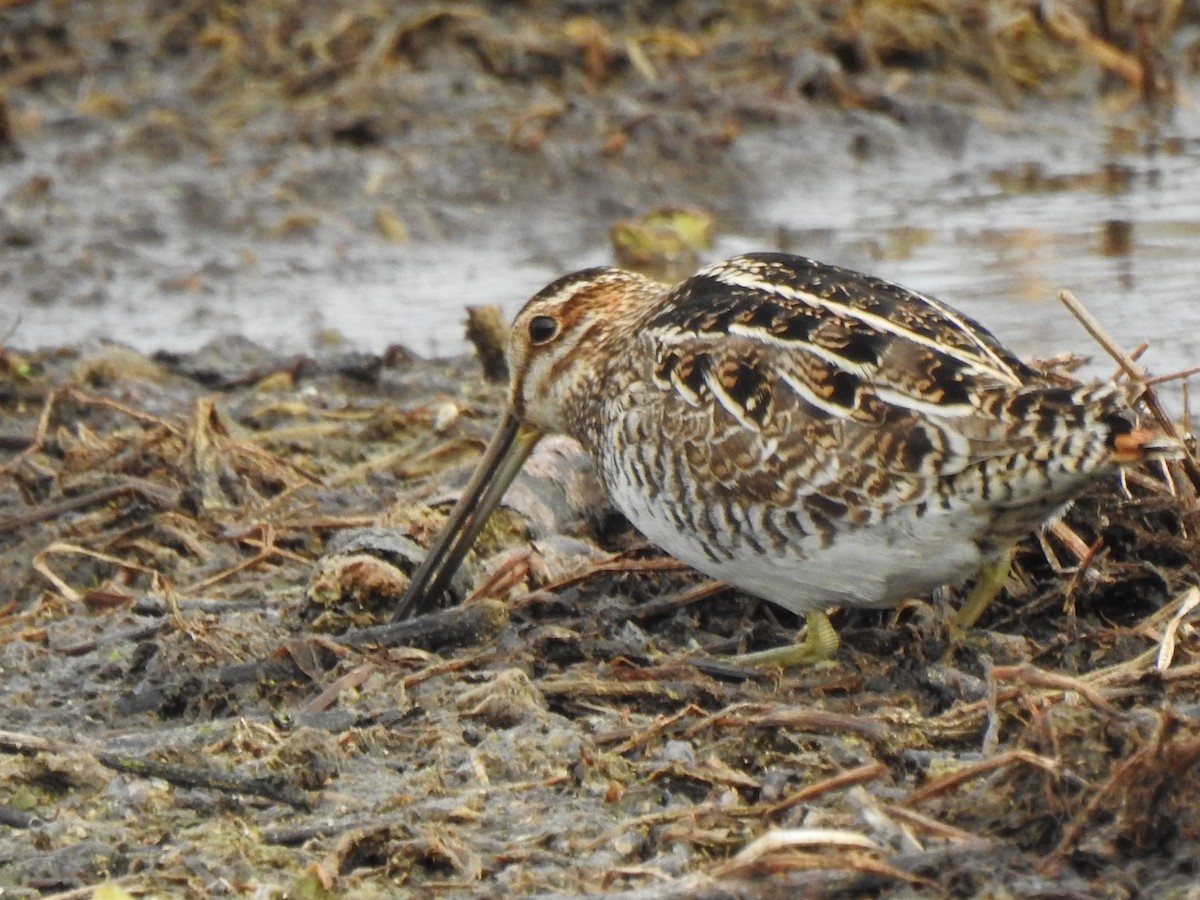 Wilson's Snipe - ML629241994