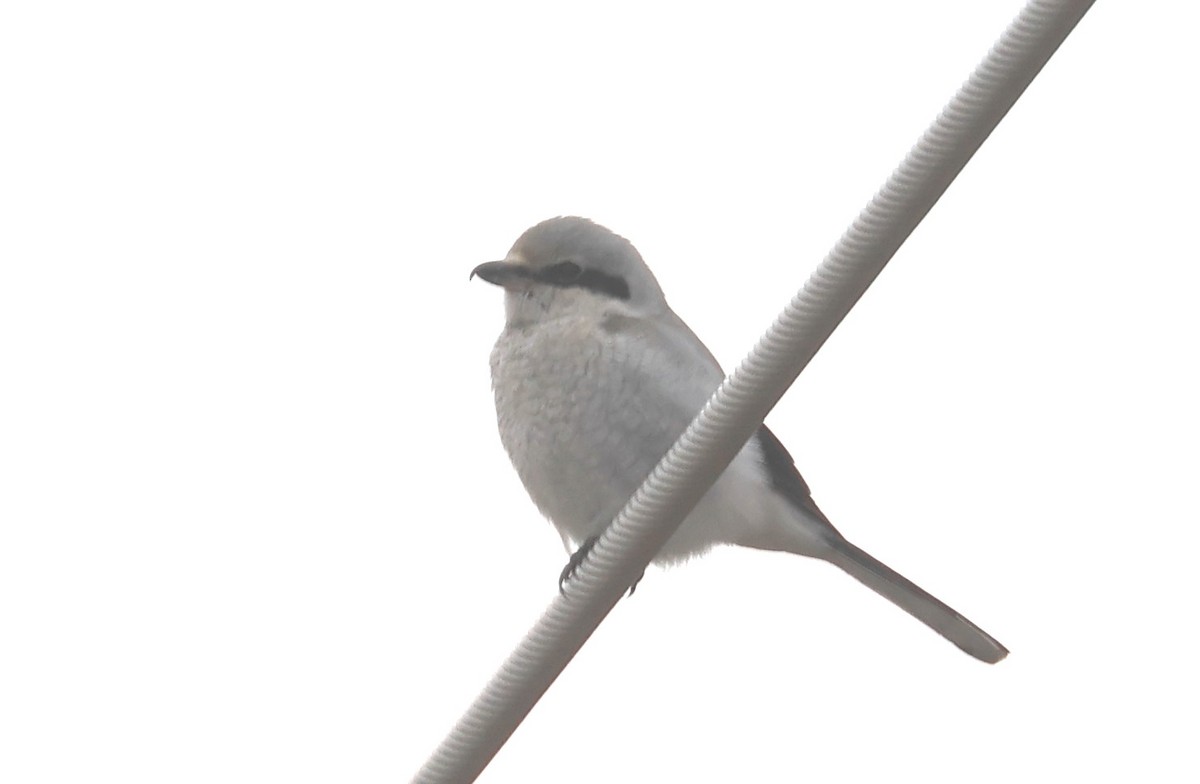 Northern Shrike - ML629242003