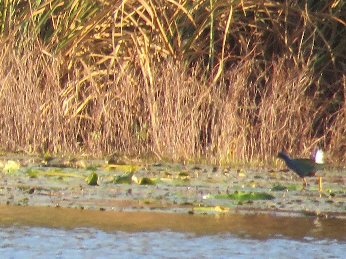 Purple Gallinule - ML629242290