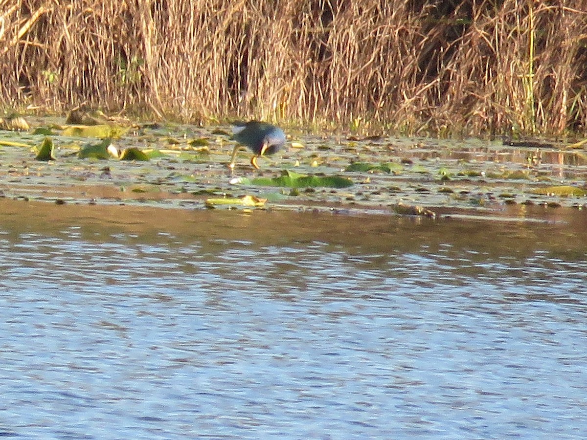 Purple Gallinule - ML629242291