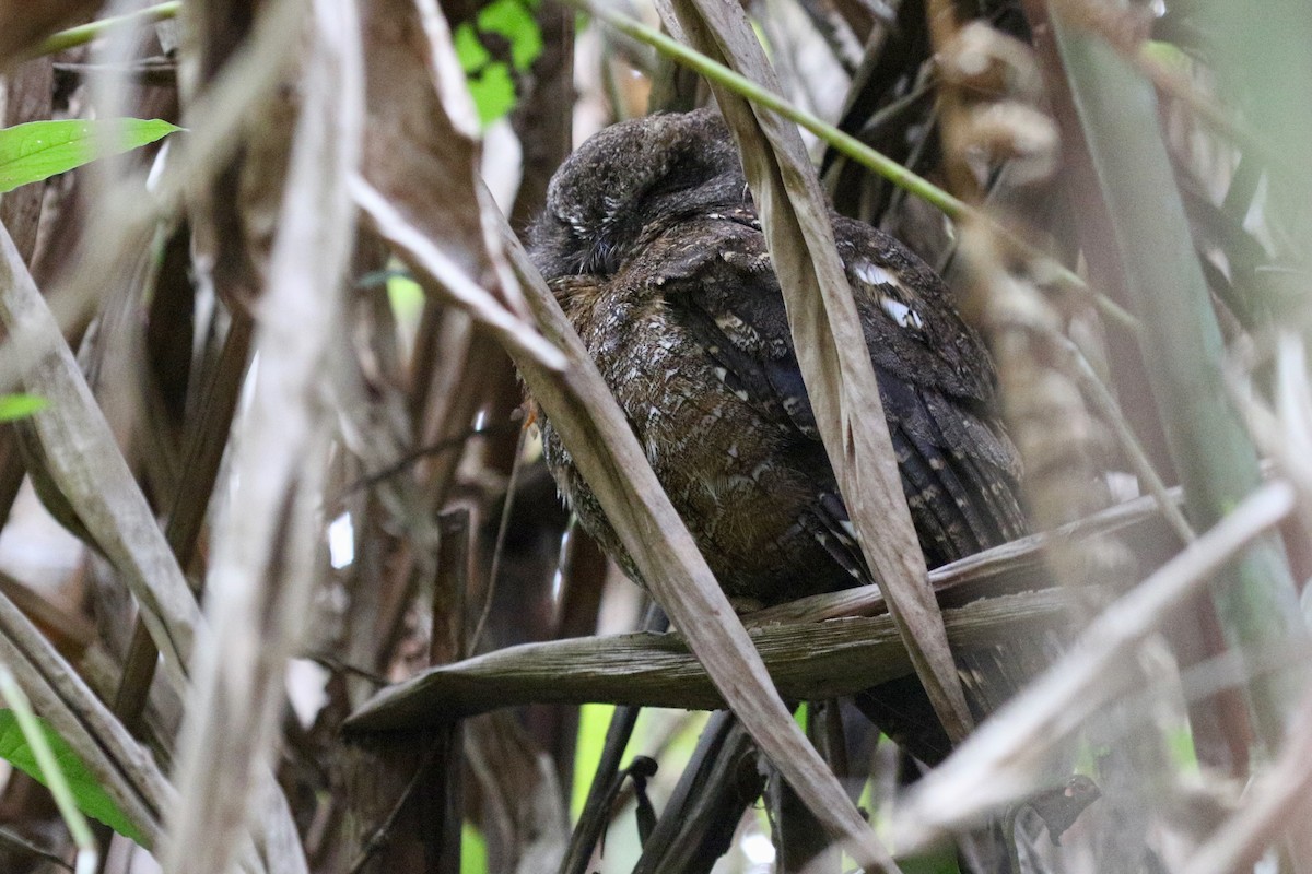 Madagascar Scops-Owl (Rainforest) - ML629242380
