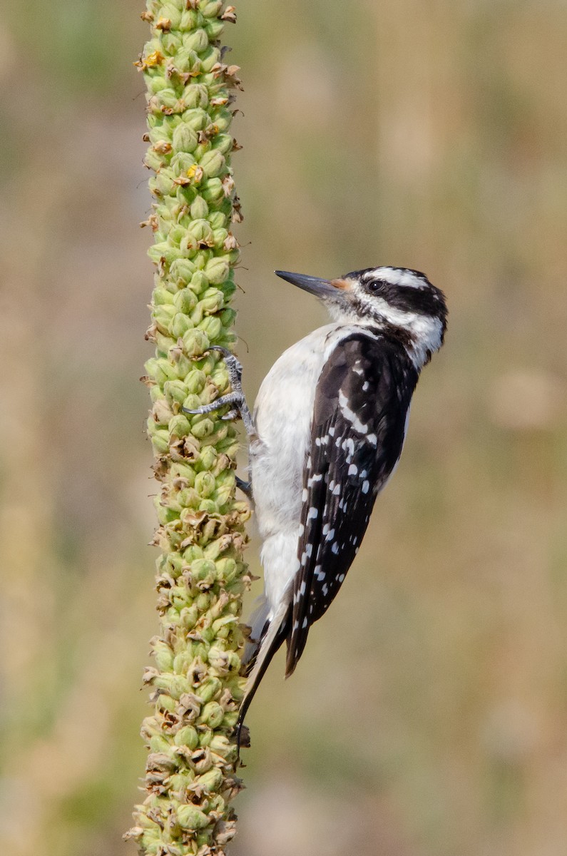 Hairy Woodpecker - ML629242440