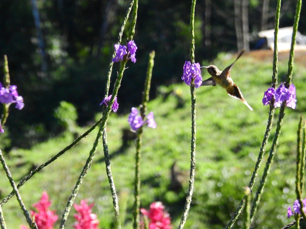 Dusky-throated Hermit - ML629242463