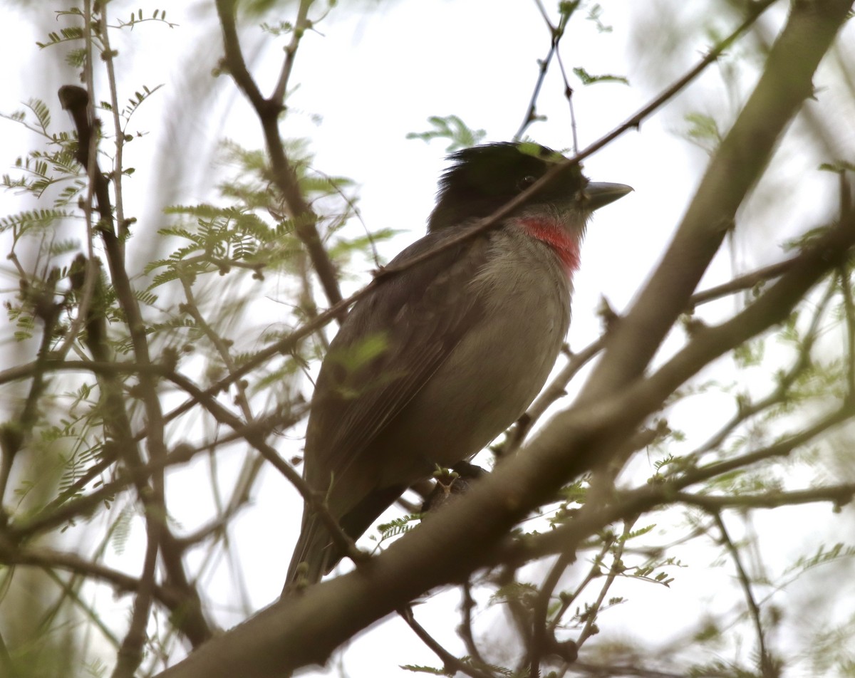 Rose-throated Becard - ML629242579