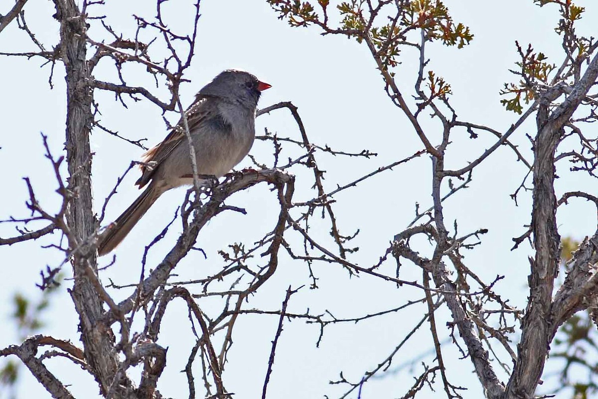 Black-chinned Sparrow - ML629242666