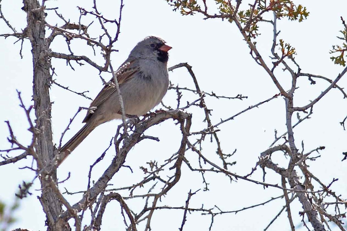 Black-chinned Sparrow - ML629242675