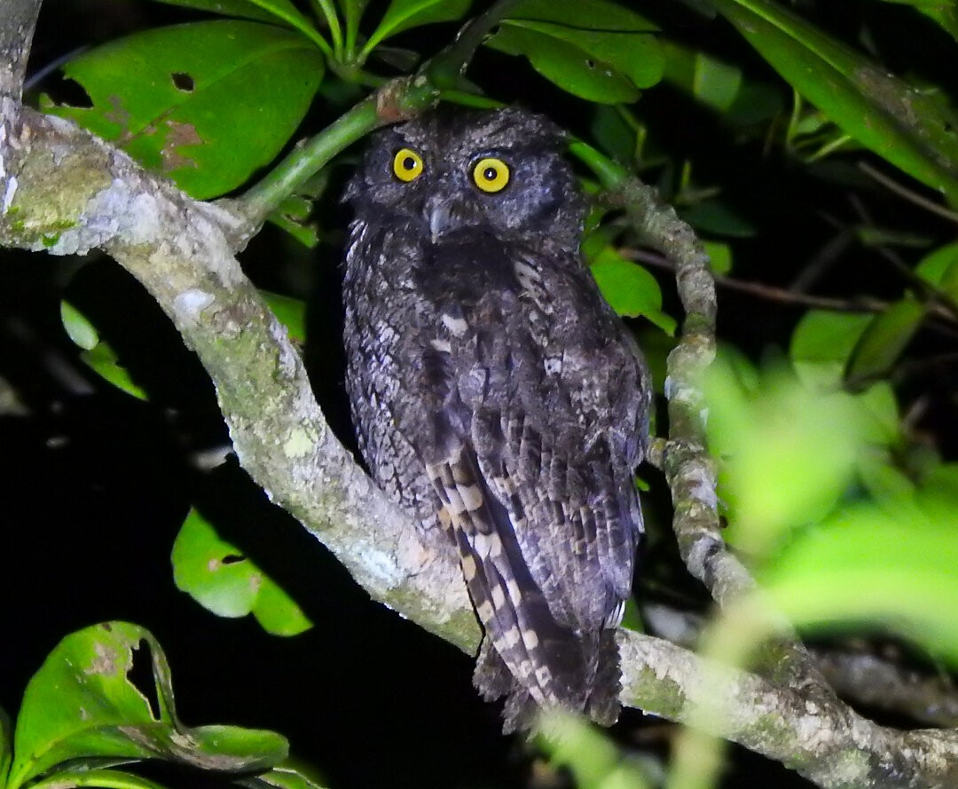 Black-capped Screech-Owl - ML629242678