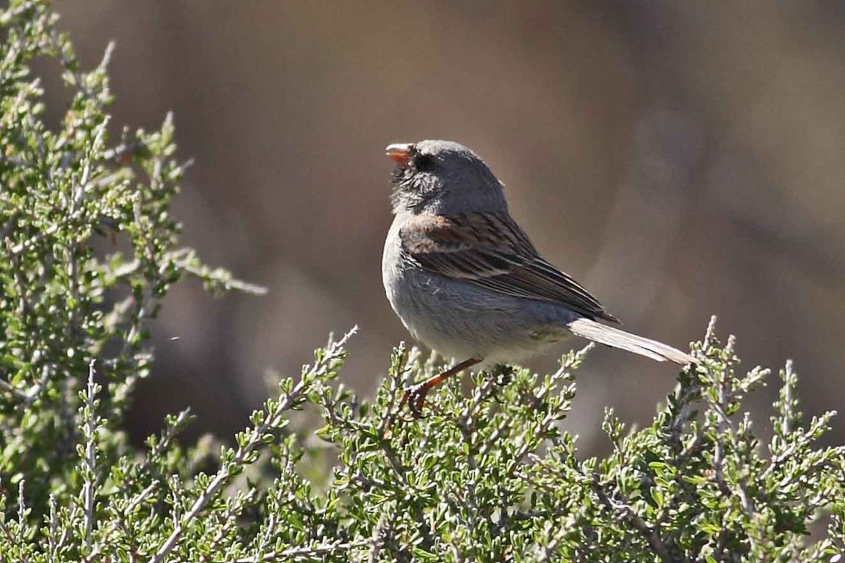 Black-chinned Sparrow - ML629242717