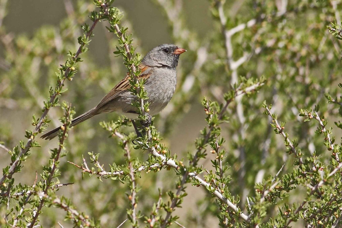 Black-chinned Sparrow - ML629242718