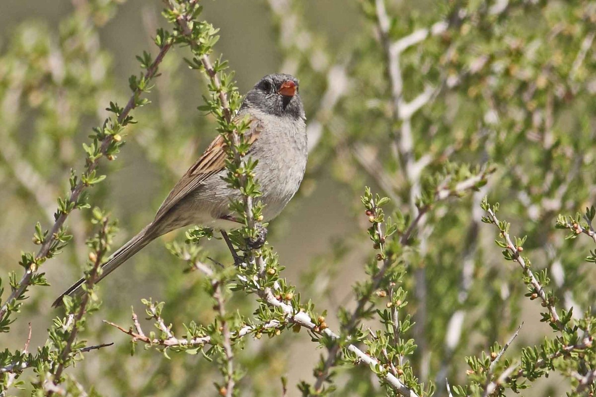 Black-chinned Sparrow - ML629242719