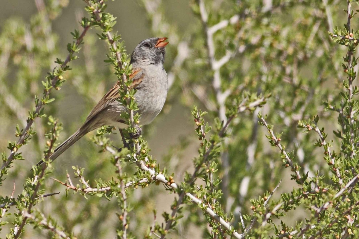 Black-chinned Sparrow - ML629242722