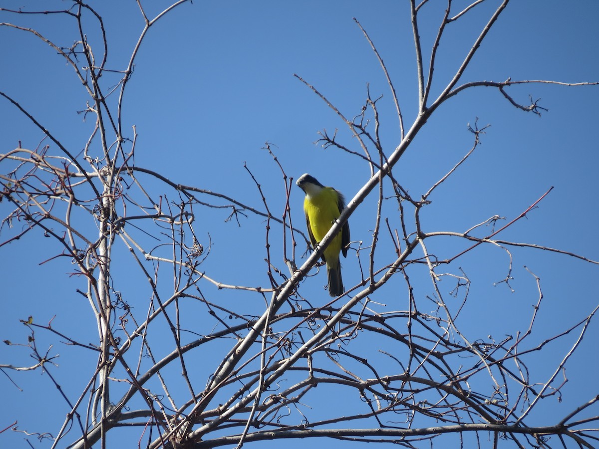 Social Flycatcher - ML629242759