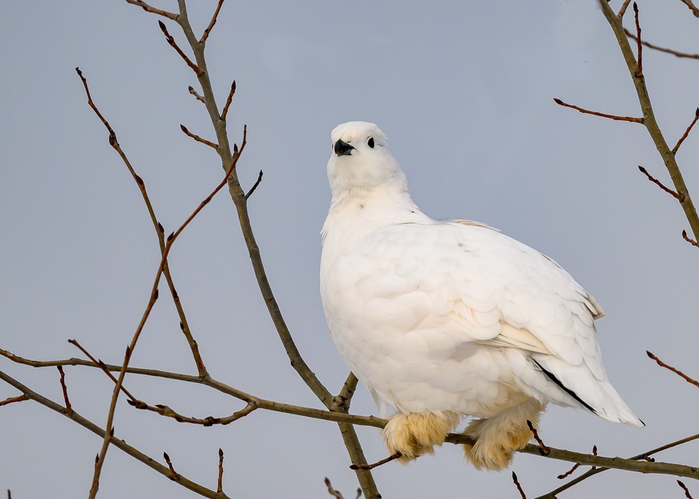 Willow Ptarmigan - ML629242788