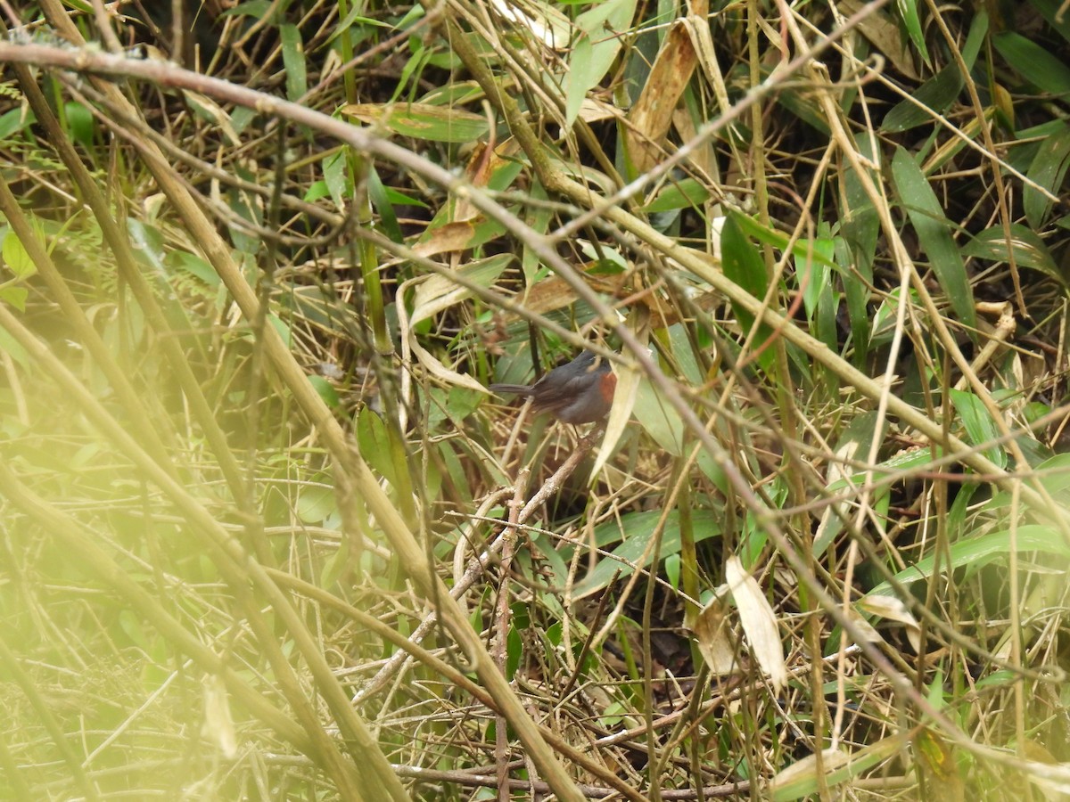 Maroon-belted Chat-Tyrant - ML629243028