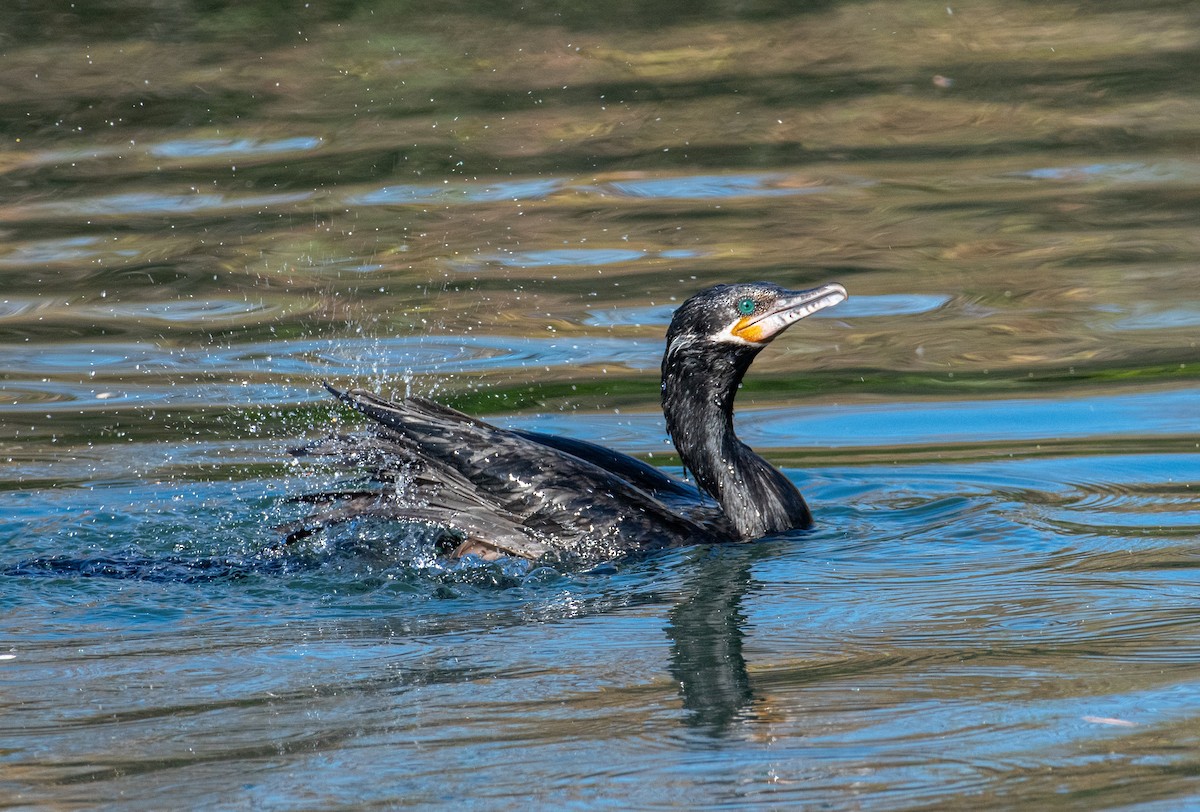 Neotropic Cormorant - ML629243153