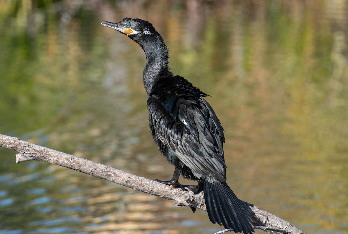Neotropic Cormorant - ML629243154