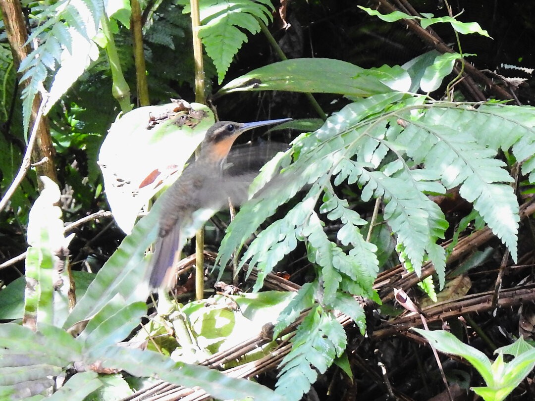 Saw-billed Hermit - ML629243168