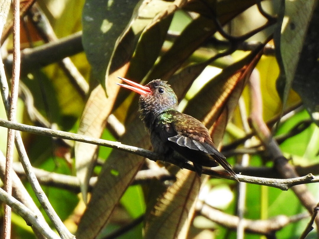 White-chinned Sapphire - ML629243171