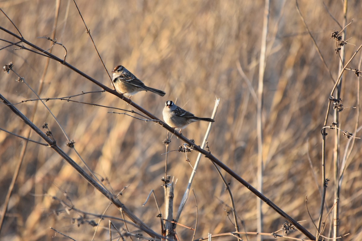 White-crowned Sparrow - ML629243646