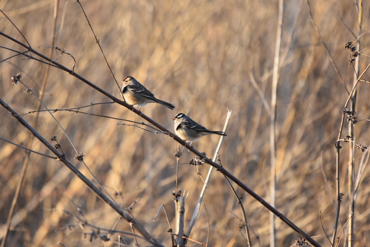 White-crowned Sparrow - ML629243647