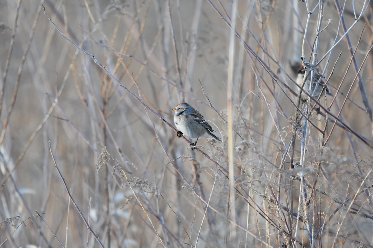 American Tree Sparrow - ML629243698