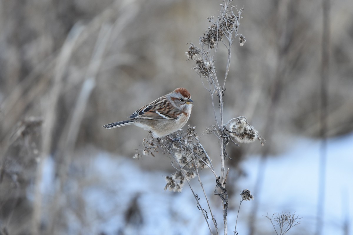 American Tree Sparrow - ML629243700