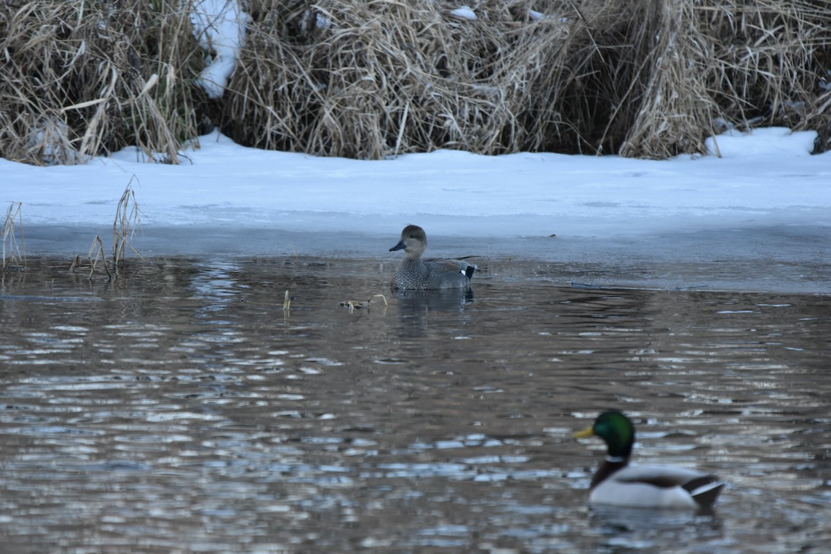 赤膀鴨 - ML629243803