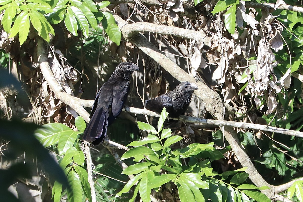 Smooth-billed Ani - ML629243928