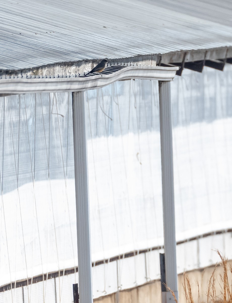 Say's Phoebe - ML629244003