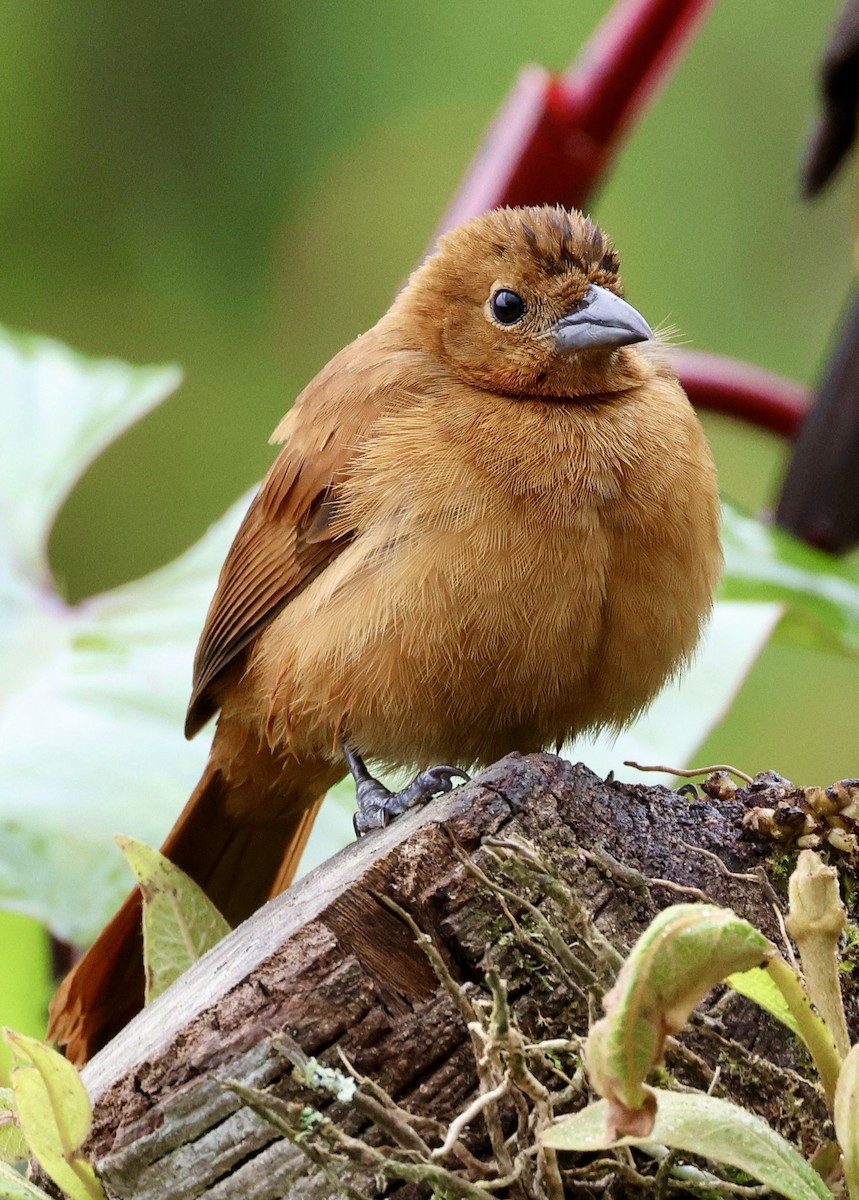 Schwarztangare - ML629244273