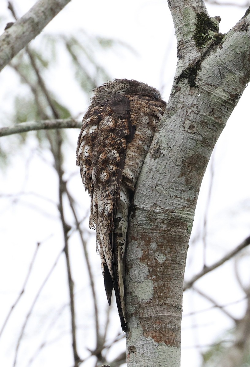 Riesentagschläfer - ML629244395