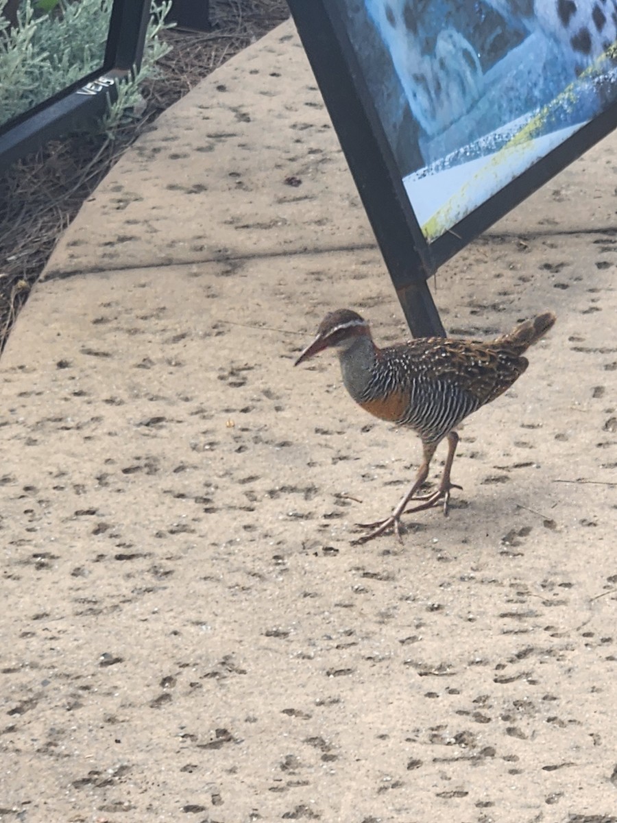 Buff-banded Rail - ML629245342