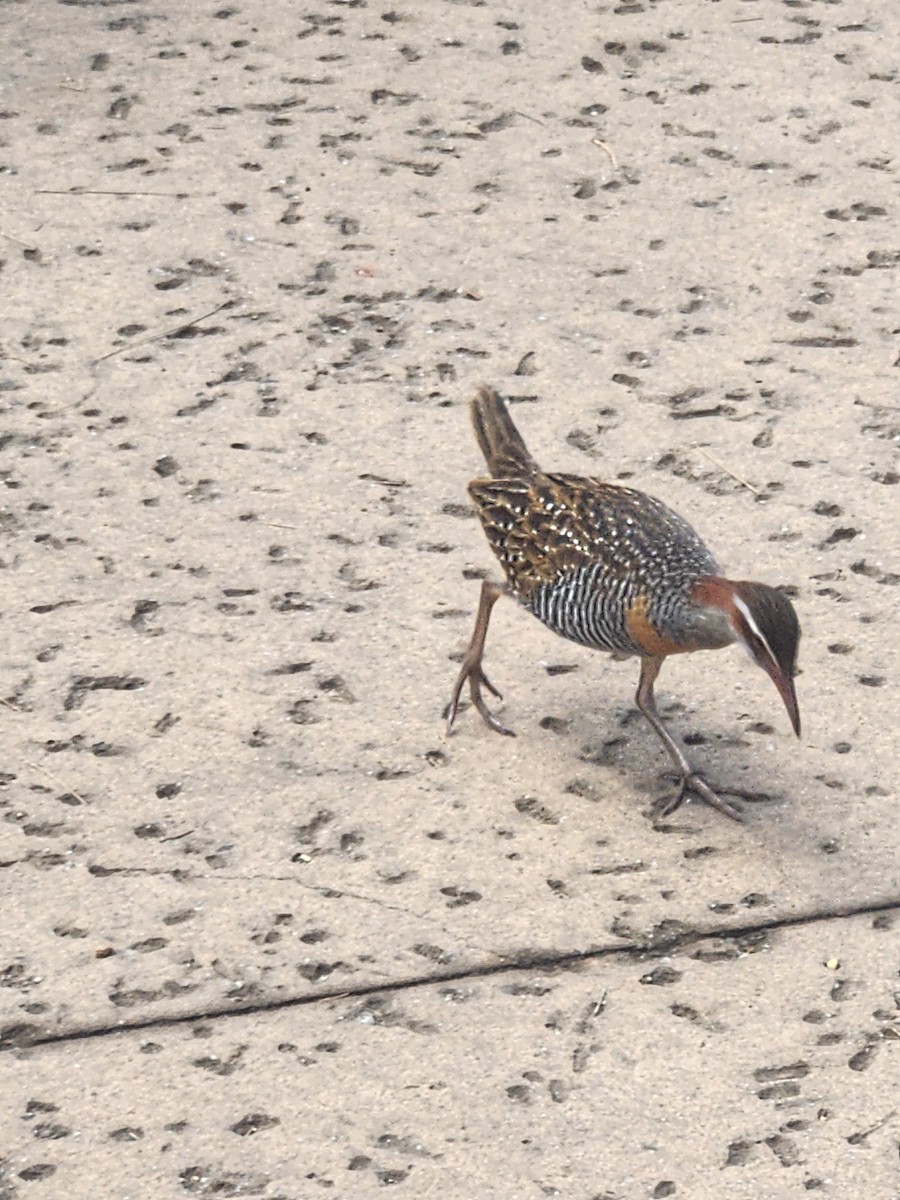 Buff-banded Rail - ML629245343