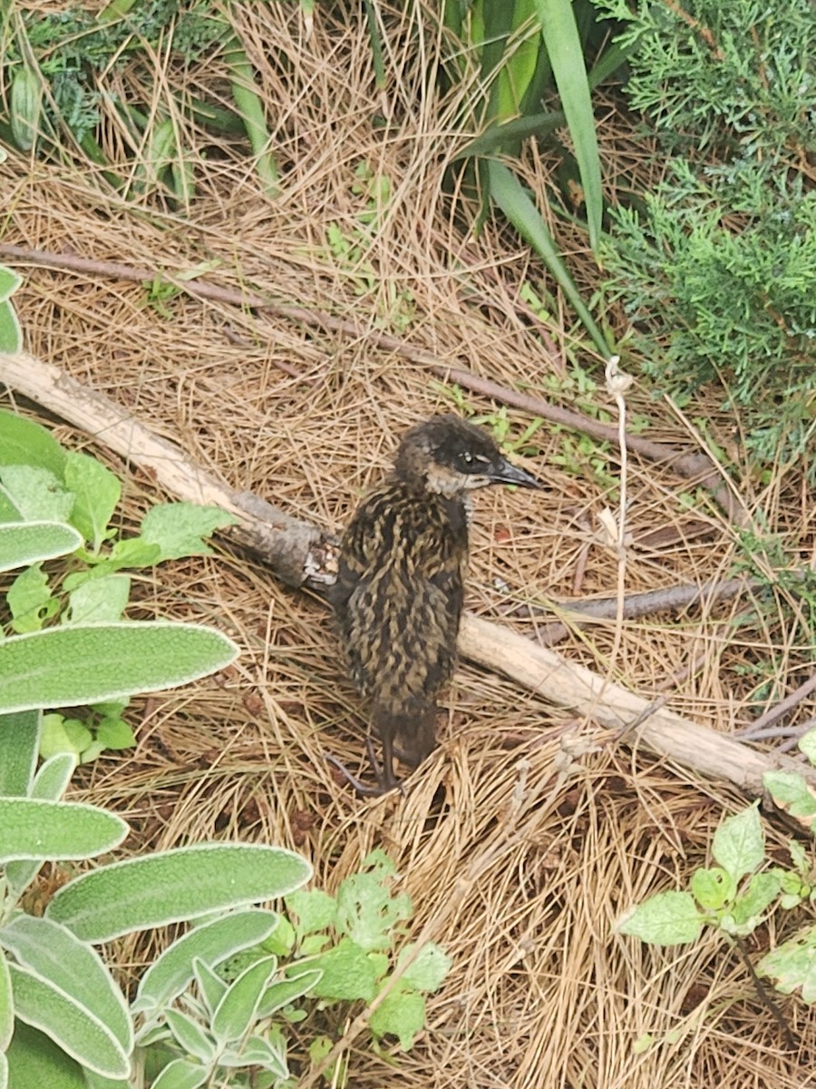 Buff-banded Rail - ML629245344