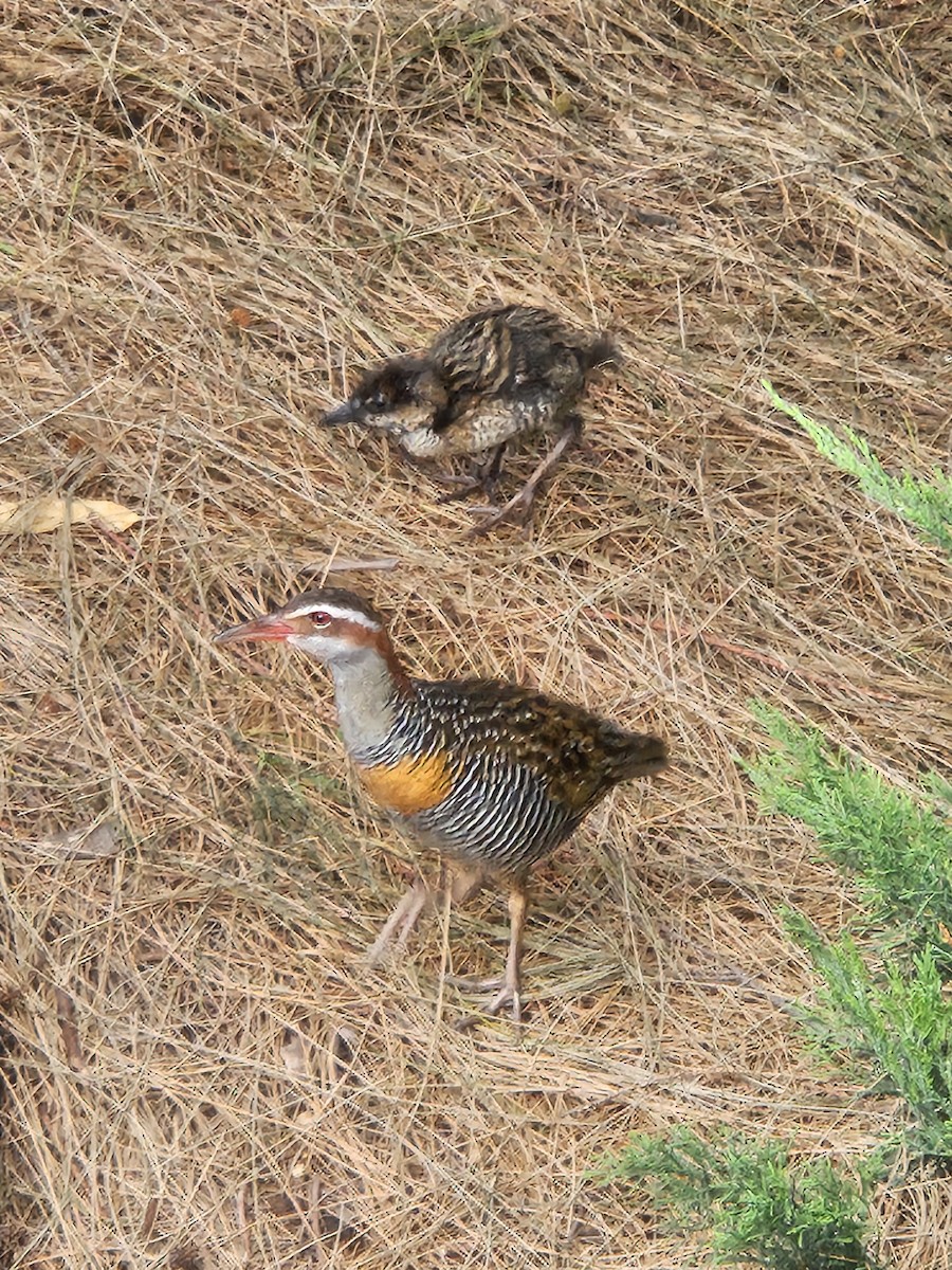Buff-banded Rail - ML629245346