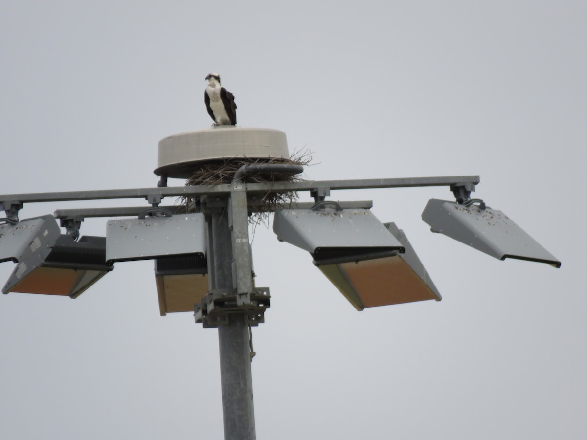 Osprey - ML629245382