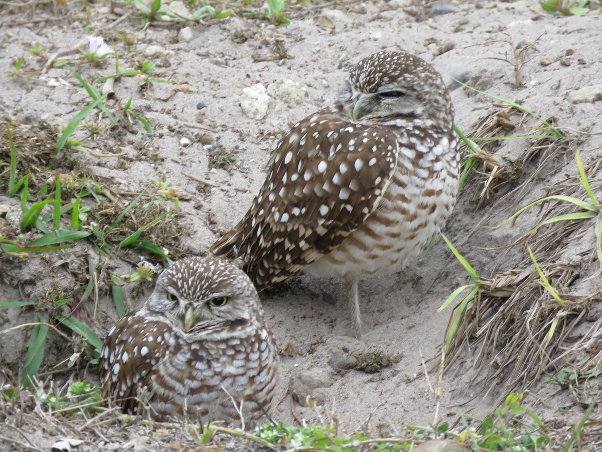 Burrowing Owl - ML629245395