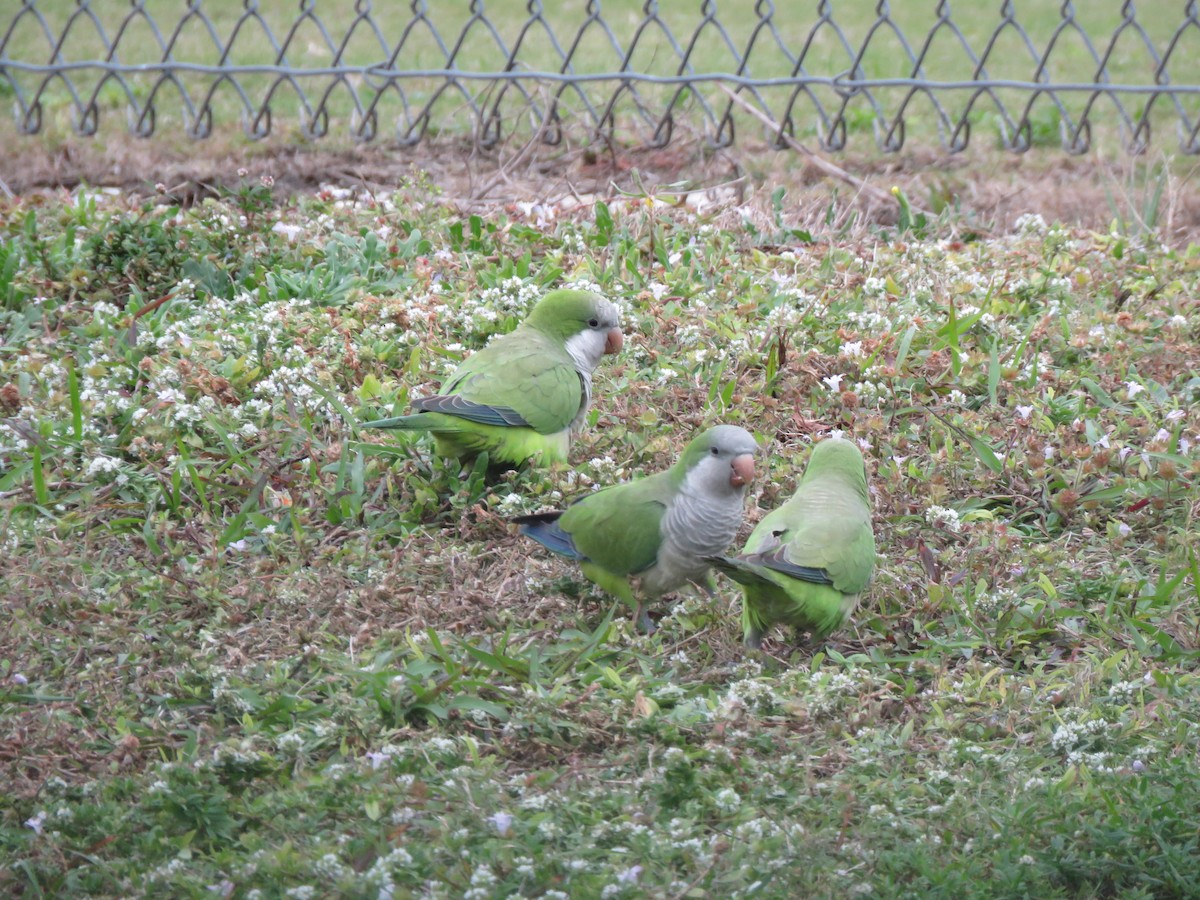 Monk Parakeet - ML629245426