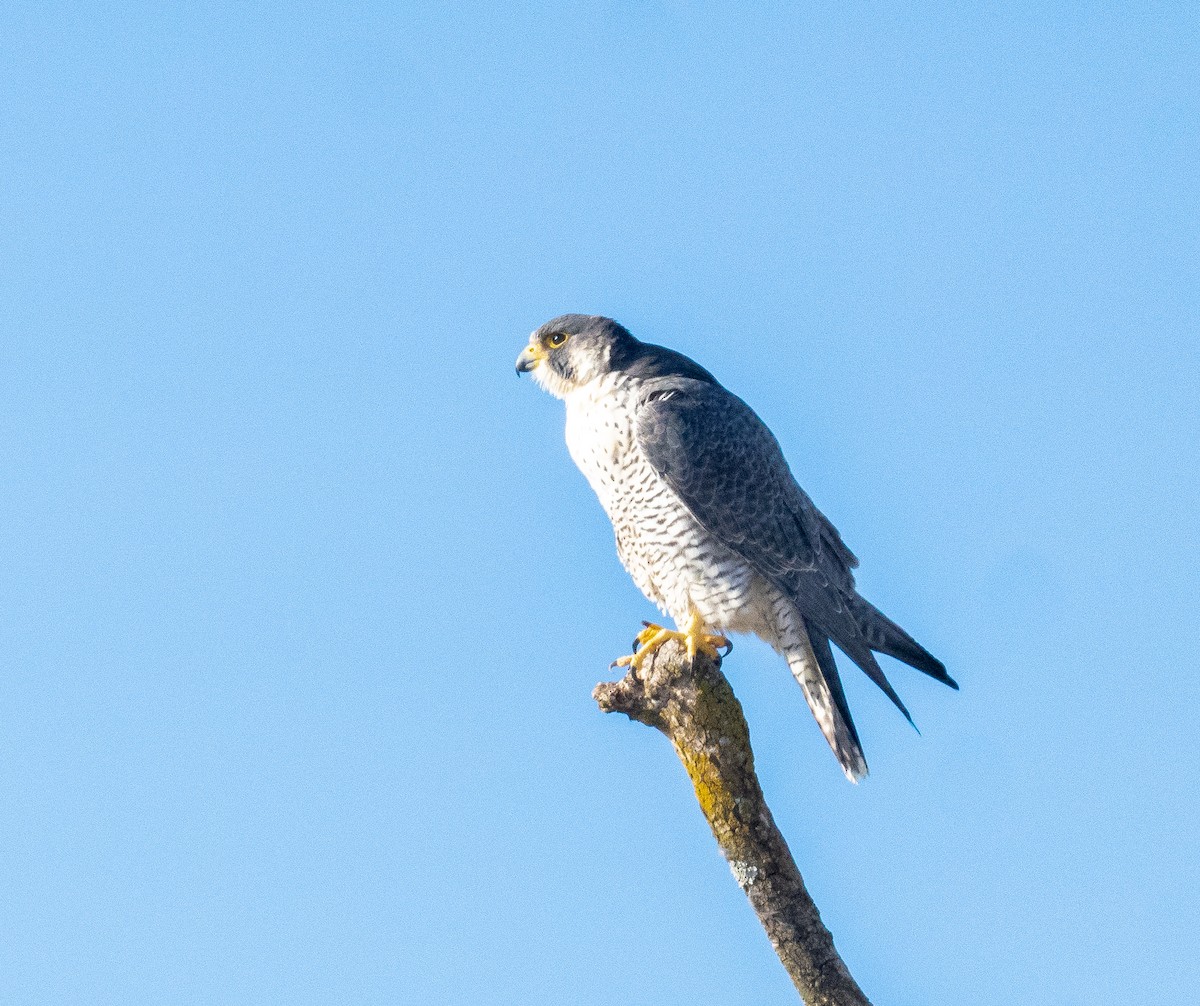 遊隼 - ML629245546